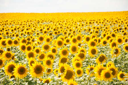 Sunflowers are Growing on the Big field. Wonderful view field of sunflowers by summertime. Long rows of nice yellow sunflower in the field under the blue sky. Black sunflower seeds.の写真素材