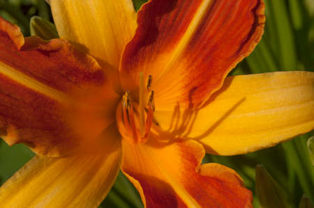 Flowering Day-lily flowers (Hemerocallis flower), closeup in the sunny day. The beauty of decorative flower in garden - Selectice focusの写真素材