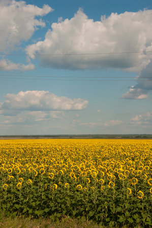 Back side of sunflower heads over the field with blue sky. Farming and countryside concept.の写真素材