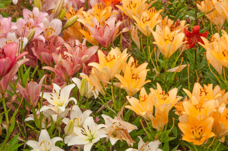 Flowering Day-lily flowers (Hemerocallis flower), closeup in the sunny day. The beauty of decorative flower in garden - Selectice focusの写真素材