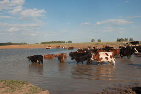 Thirsty cows drinking water from watering hole, water supply for domestic animals in free range farming, cows with orange and white hairの写真素材