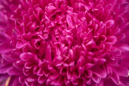 Close-up of a bright purple,violet,lilac dahlia bloom (formal decorative type) against a background of other dahlias and foliage,beautiful flowers,close-up,selective focus, copy space.の写真素材