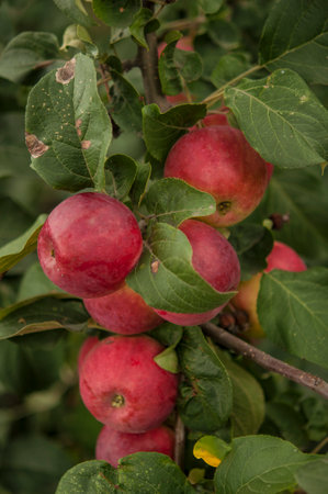 Apple trees in the garden with ripe red apples ready for harvestの写真素材