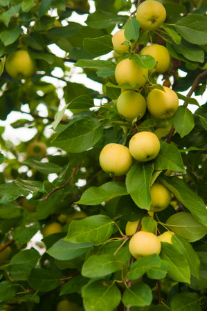 Apple trees in the garden with ripe yellow apples ready for harvestの写真素材