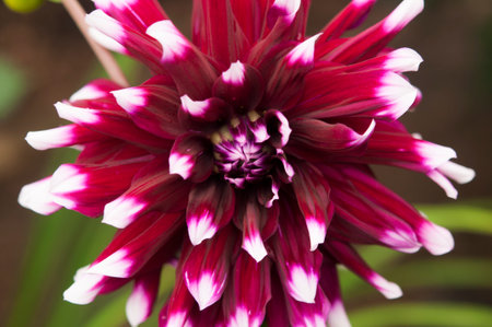 Macro of pink dahlia flower. Beautiful pink daisy flower with pink petals. Chrysanthemum with vibrant petals. Floral close up. pink aesthetic. floral pattern. autumn garden. Romance card layout.の写真素材