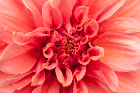 Macro of pink dahlia flower. Beautiful pink daisy flower with pink petals. Chrysanthemum with vibrant petals. Floral close up. pink aesthetic. floral pattern. autumn garden. Romance card layout.の写真素材