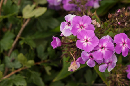 Beautiful Garden purple phlox flower, (Phlox paniculata) in gardenの写真素材