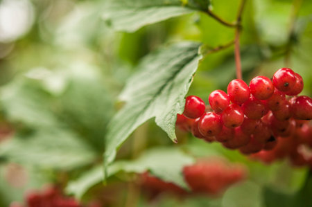 Close-up of beautiful red fruits of viburnum vulgaris. Guelder rose viburnum opulus berries and leaves in the summer outdoors. Red viburnum berries on a branch in the garden.の写真素材