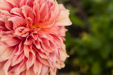 Macro of pink dahlia flower. Beautiful pink daisy flower with pink petals. Chrysanthemum with vibrant petals. Floral close up. pink aesthetic. floral pattern. autumn garden. Romance card layout.の写真素材