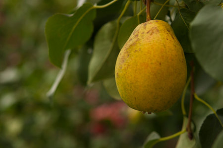 pearl tree. Ripe pears on a tree in a gardenの写真素材