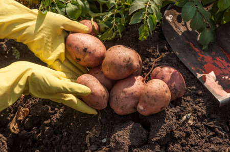 Organic potato harvest in garden. Farmer hands in gloves with freshly harvested potatoesの写真素材