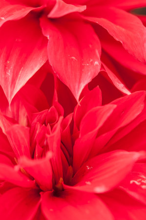 Macro of pink dahlia flower. Beautiful pink daisy flower with pink petals. Chrysanthemum with vibrant petals. Floral close up. pink aesthetic. floral pattern. autumn garden. Romance card layout.の写真素材