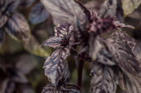 Basil on the garden bed. A young purple basil bush grows outside in the garden. spicy herbs. Crop and vegetable growing. Healthy vegetables, spices. close upの写真素材