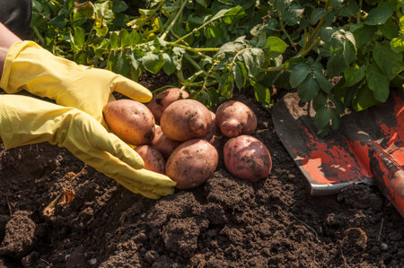 Organic potato harvest in garden. Farmer hands in gloves with freshly harvested potatoesの写真素材