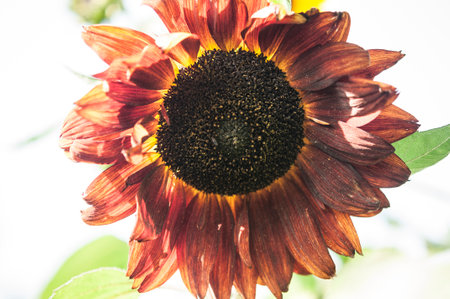 One vivid sunflower (Helianthus) and blurred green leaves in soft focus, in a garden in a sunny summer day, beautiful outdoor floral backgroundの写真素材