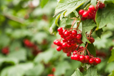 Close-up of beautiful red fruits of viburnum vulgaris. Guelder rose viburnum opulus berries and leaves in the summer outdoors. Red viburnum berries on a branch in the garden.の写真素材