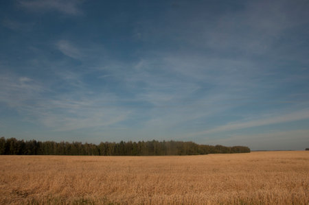 a field with golden ears of wheat on a hot summer dayの写真素材