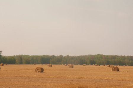 Beautiful landscape with straw bales in the end of summerの写真素材