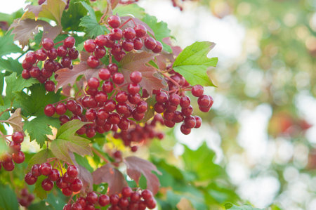 Close-up of beautiful red fruits of viburnum vulgaris. Guelder rose viburnum opulus berries and leaves in the summer outdoors. Red viburnum berries on a branch in the garden.の写真素材