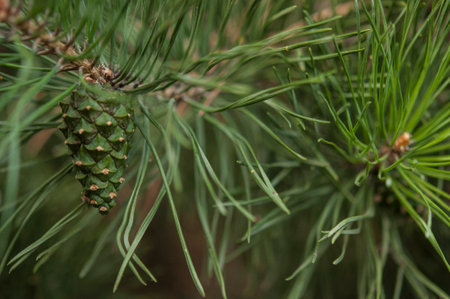 Pine needle with big dewdrops after rain. nature backgroundの写真素材