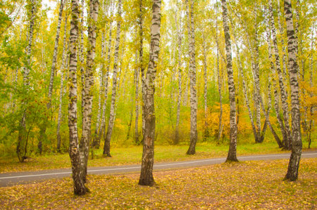 Autumn forest nature. Vivid morning in colorful forest with sun rays through branches of trees. Scenery of nature with sunlightの写真素材