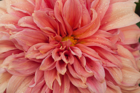 Macro of pink dahlia flower. Beautiful pink daisy flower with pink petals. Chrysanthemum with vibrant petals. Floral close up. pink aesthetic. floral pattern. autumn garden. Romance card layout.の写真素材