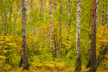 Autumn forest nature. Vivid morning in colorful forest with sun rays through branches of trees. Scenery of nature with sunlightの写真素材