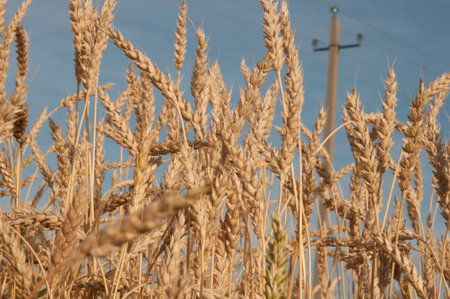 a field with golden ears of wheat on a hot summer dayの写真素材