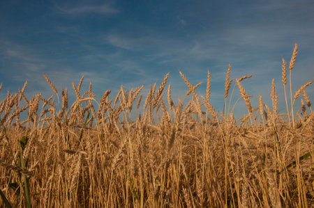 a field with golden ears of wheat on a hot summer dayの写真素材