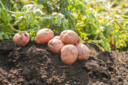 plantations grow. Harvesting fresh organic potatoes in the field. Potato lie in hole bed mud. Shine of sun. farming. agriculture.の写真素材