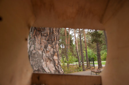 view from the bird feeder on forest