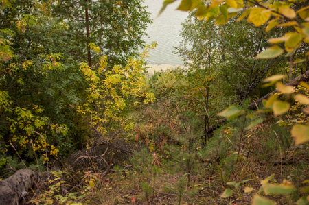 Autumn forest nature. Vivid morning in colorful forest with sun rays through branches of trees. Scenery of nature with sunlightの写真素材