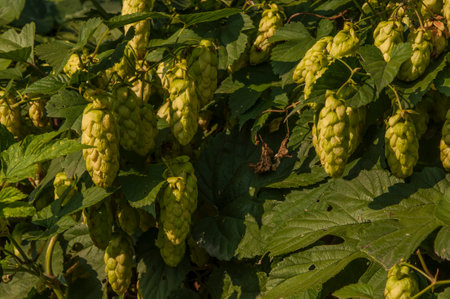 Wild hop growing on the meadow during flowering.の写真素材