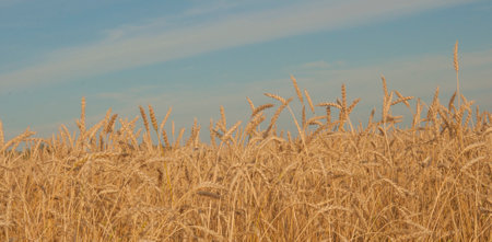 a field with golden ears of wheat on a hot summer dayの写真素材