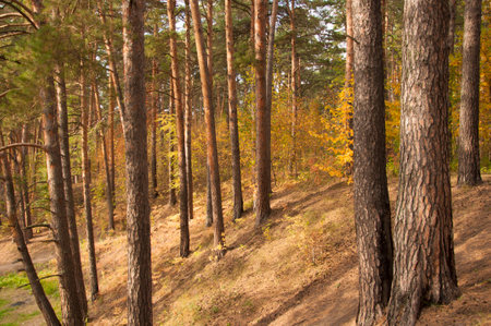 Autumn forest nature. Vivid morning in colorful forest with sun rays through branches of trees. Scenery of nature with sunlightの写真素材