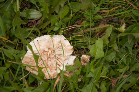 An inedible mushroom under the leaves in the autumn forest, a beautiful toadstool hid in a holeの写真素材