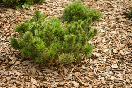 One small and young green pine tree growing on natural soil. A perfect harmony where it grows, we see leaves and branches small of other trees.の写真素材
