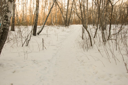 Snow in winter and the forest to birches birch wood white birch winter forestの写真素材