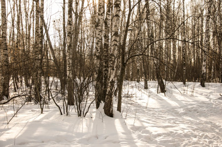 Snow in winter and the forest to birches birch wood white birch winter forestの写真素材