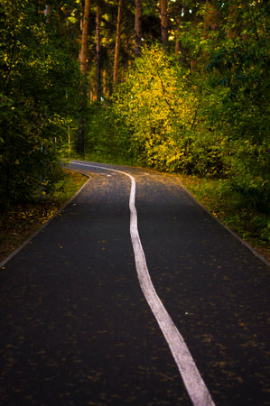 curved asphalt highway and autumn forest by sidesの写真素材
