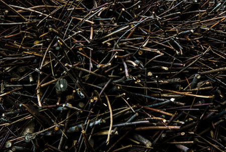 A pile of tree branches in the forest. Dry branches. Clean forest in spring.の写真素材