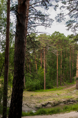 Fir branches with cones. Pinery. Trees in forest.