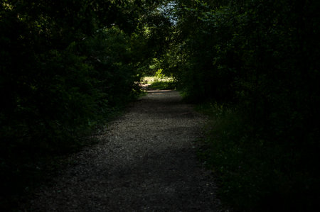 View from inside the forest. Beautiful nature. Walk in the forest for health. Ecological clean forest air.の写真素材