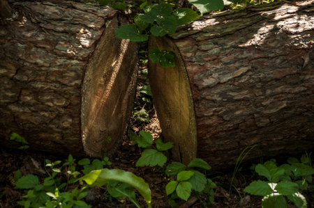 A pile of wood logs with some of them cut in half