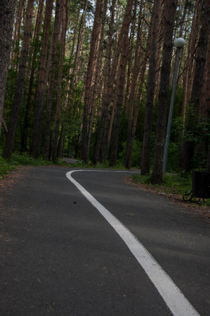 A beautiful road with trees on both sides, a bicycle path.の写真素材