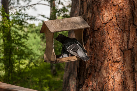 A rock pigeons sits on a bird feeder in the forest park on a sunny day in summer
