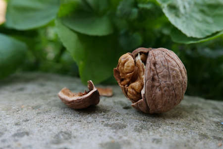 natural walnut in the grassの写真素材