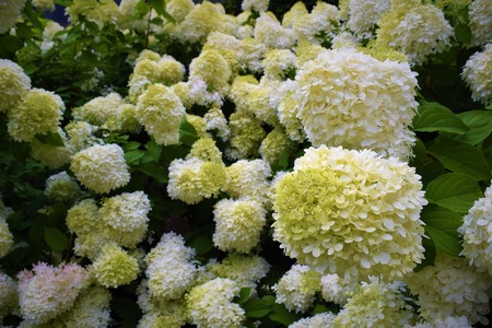 Yellow Flowers