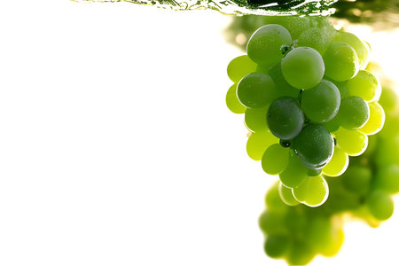 green grapes in water on white background with copyspace for textの素材