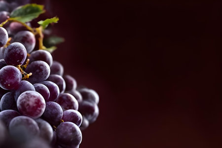 Bunch of purple grapes on a dark background with copy space.の素材